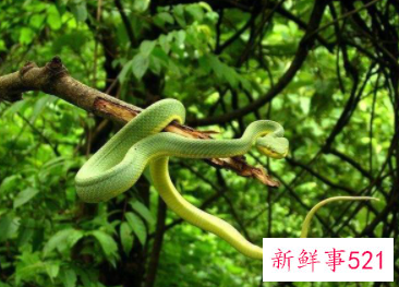 冬天的蛇有什么特点