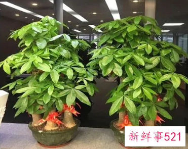 发财树不长新叶子是怎么回事