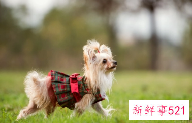 属狗的幸运色是什么颜色