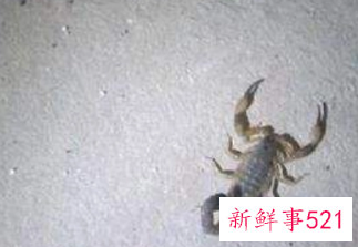 梦见打蝎子是什么意思