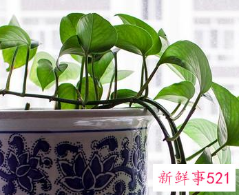 长藤绿萝和普通绿萝一样吗