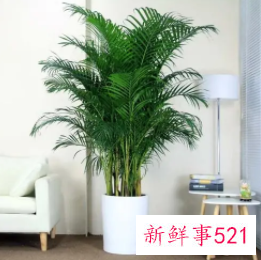 室内摆放绿色植物有哪些讲究