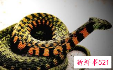 梦见蛇从身体里拽出来是什么意思