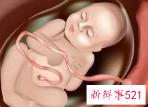 38周的胎儿发育情况