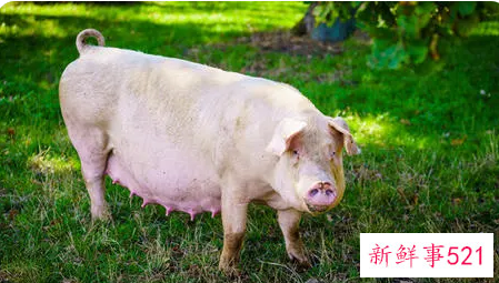 梦见杀猪是什么征兆