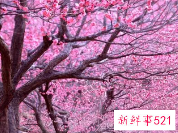 象征自由洒脱的花