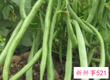 菜豆生长特征和主要类型