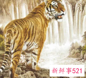 属虎的吉祥植物