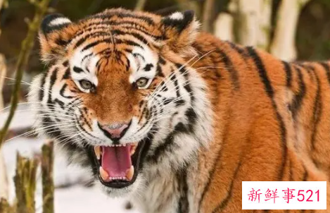 老虎代表什么寓意