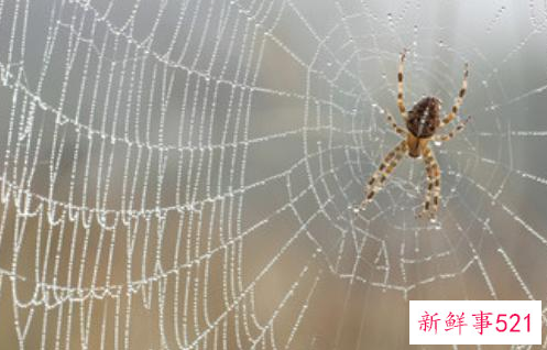 梦见罗网的含义