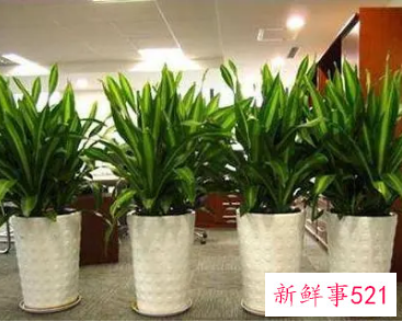 办公室植物的摆放和风水有什么关系