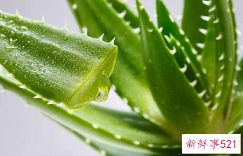 洗发水配方有哪些