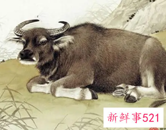 属牛狮子女座女生的最佳配偶