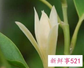 养殖玉兰花有哪些常见的病虫害