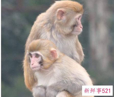 梦见猴子寓意还是什么