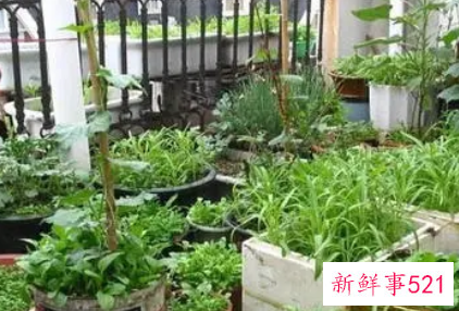 阳台种菜方法