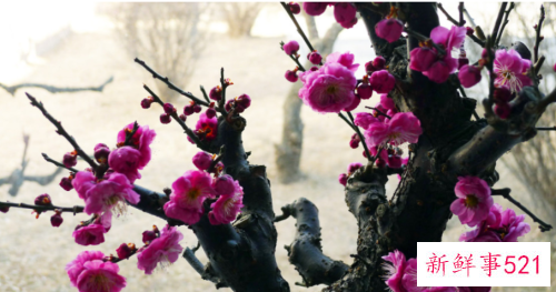 梅花叶子发黄卷叶原因和处理方法