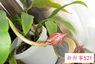 昙花叶子发黄了怎么办