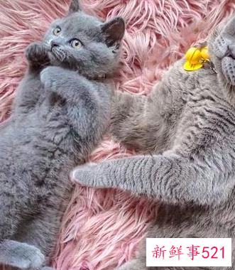 新手养猫基础知识蓝猫