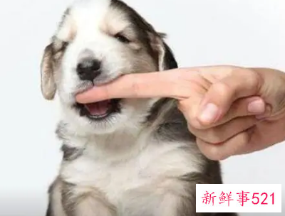 男人梦见狗咬手是什么预兆