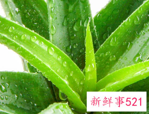 芦荟有什么功效作用