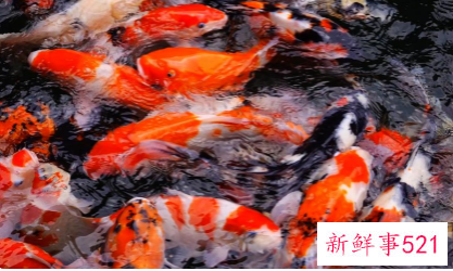 梦见发财鱼什么预兆