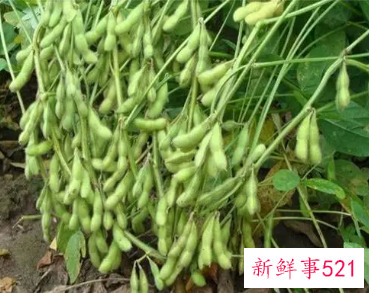 梦见黄豆秧结满很饱满的豆荚