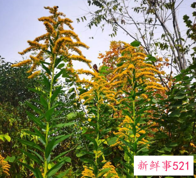 加拿大一枝黄花究竟是什么