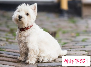 适合学生养的狗