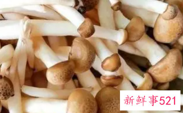 蟹腿菇的营养价值