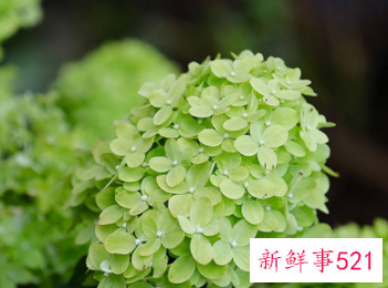 植物自然生长是什么意思