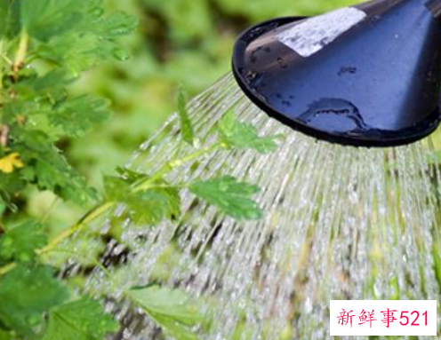 梦见灌溉浇水浇地有什么征兆