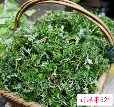 什么样的野蒿子不能吃