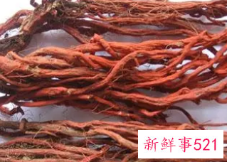 丹参什么人不能喝