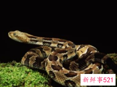 梦见蛇从身体里拽出来是什么意思