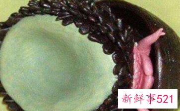 世界上什么动物壳最硬