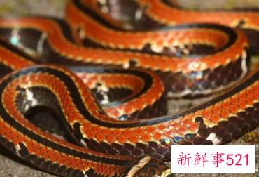 梦见红蛇在家里是什么意思