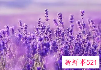 紫色的爱情含义