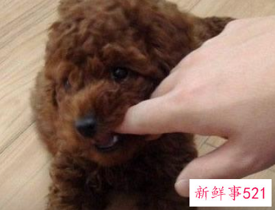 男人梦见狗咬手是什么预兆