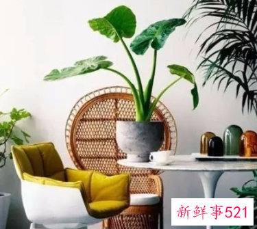 怎么样用植物打造好风水