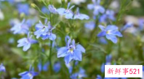 六倍利播种的几个时期与播种方法