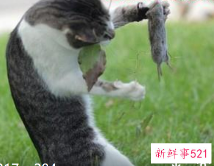 孕妇梦见老鼠死了是什么意思