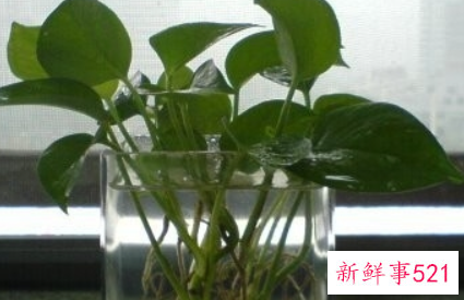 扦插绿萝的诀窍