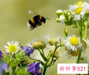 梦见一群小飞虫