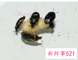 家里地上老是爬黑色的小虫子是什么虫