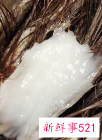 洗头长期不用护发素会怎么样