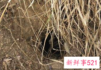 冬天的蛇有什么特点