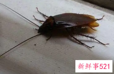 小妙招除蟑螂