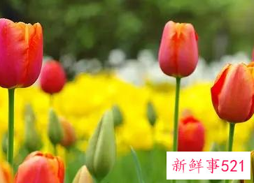 送女生郁金香的寓意