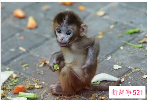 梦见猴子寓意还是什么